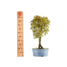 Acer palmatum - B5431