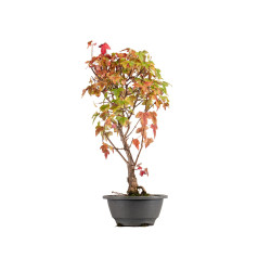 Acer buergerianum - B5433