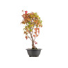 Acer buergerianum - B5433