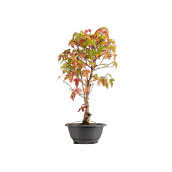 Acer buergerianum - B5433