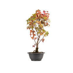 Acer buergerianum - B5433