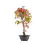 Acer buergerianum - B5433