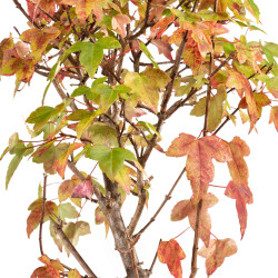 Acer buergerianum - B5433