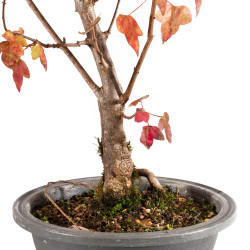 Acer buergerianum - B5433
