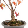 Acer buergerianum - B5433