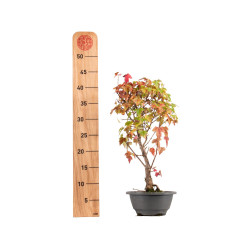 Acer buergerianum - B5433