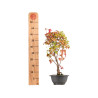 Acer buergerianum - B5433