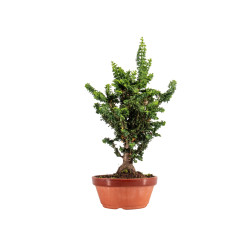 Sekka Hinoki - B5428