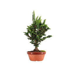 Sekka Hinoki - B5428