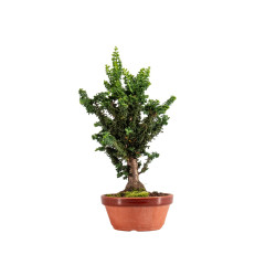 Sekka Hinoki - B5428