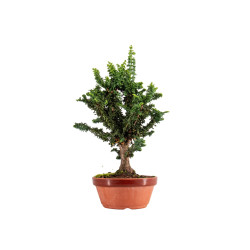 Sekka Hinoki - B5428