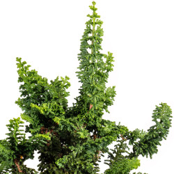 Sekka Hinoki - B5428