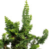 Sekka Hinoki - B5428