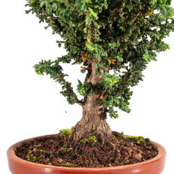 Sekka Hinoki - B5428