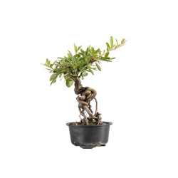 Pyracantha - B5434