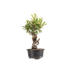 Pyracantha - B5434