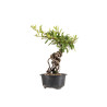 Pyracantha - B5434