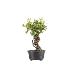 Pyracantha - B5434