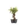 Pyracantha - B5434
