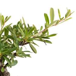 Pyracantha - B5434