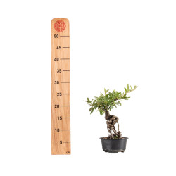Pyracantha - B5434