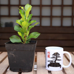 Ficus Nitida var. Verde...