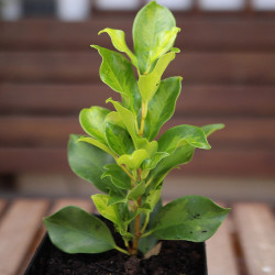 Ficus Nitida var. Verde PREVENTA (no se puede combinar con otros productos)