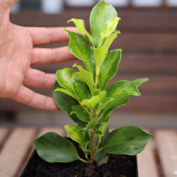 Ficus Nitida var. Verde PREVENTA (no se puede combinar con otros productos)