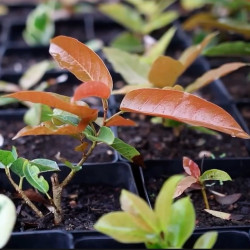 Ficus Ingens PREVENTA (no...