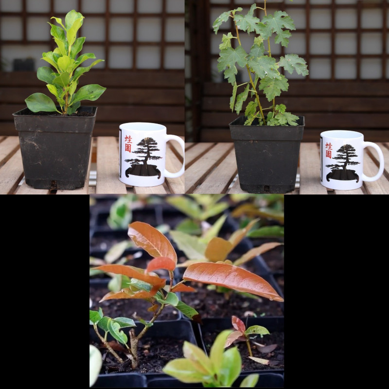 Ficus Nítida var + Ficus Ingens + Higuera Enana PREVENTA (no se puede combinar con otros productos)