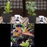 Ficus Nítida var + Ficus Ingens + Higuera Enana PREVENTA (no se puede combinar con otros productos)