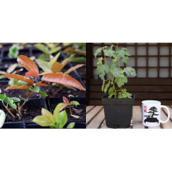 Ficus Ingens + Higuera...