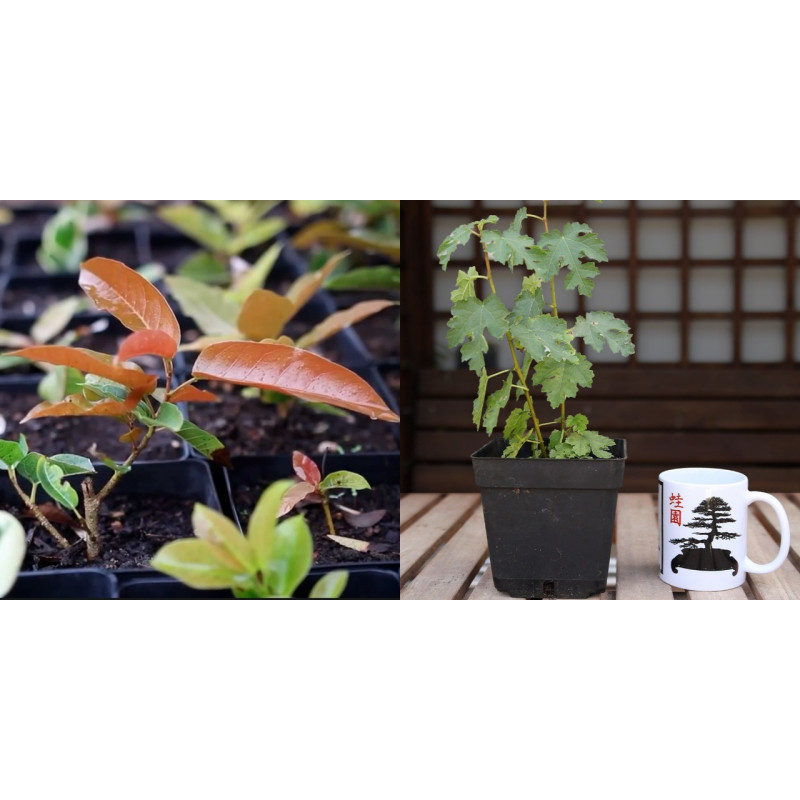 Ficus Ingens + Higuera Enana PREVENTA (no se puede combinar con otros productos)