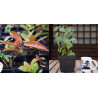 Ficus Ingens + Higuera Enana PREVENTA (no se puede combinar con otros productos)