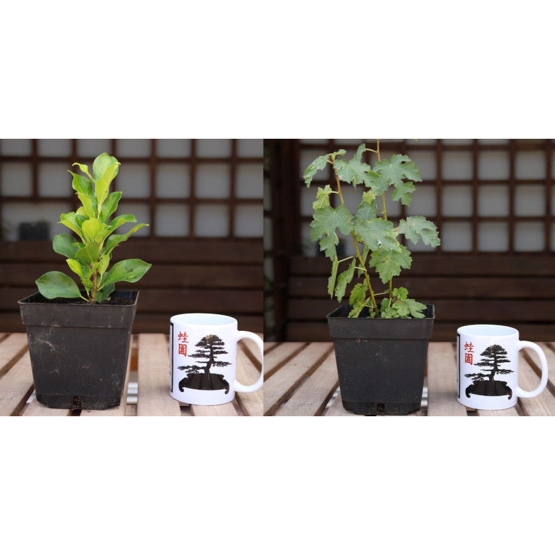 Ficus Nítida var + Higuera Enana PREVENTA (no se puede combinar con otros productos)