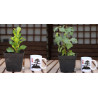 Ficus Nítida var + Higuera Enana PREVENTA (no se puede combinar con otros productos)