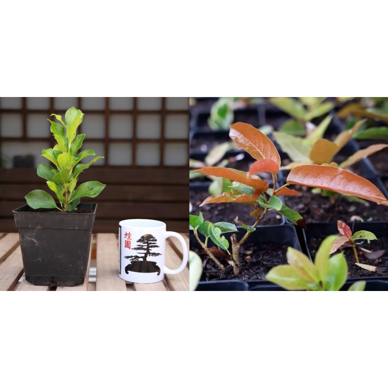 Ficus Nítida var + Ficus Ingens PREVENTA (no se puede combinar con otros productos)