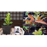 Ficus Nítida var + Ficus Ingens PREVENTA (no se puede combinar con otros productos)