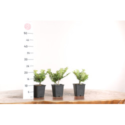 Ulmus Jacqueline Hiller