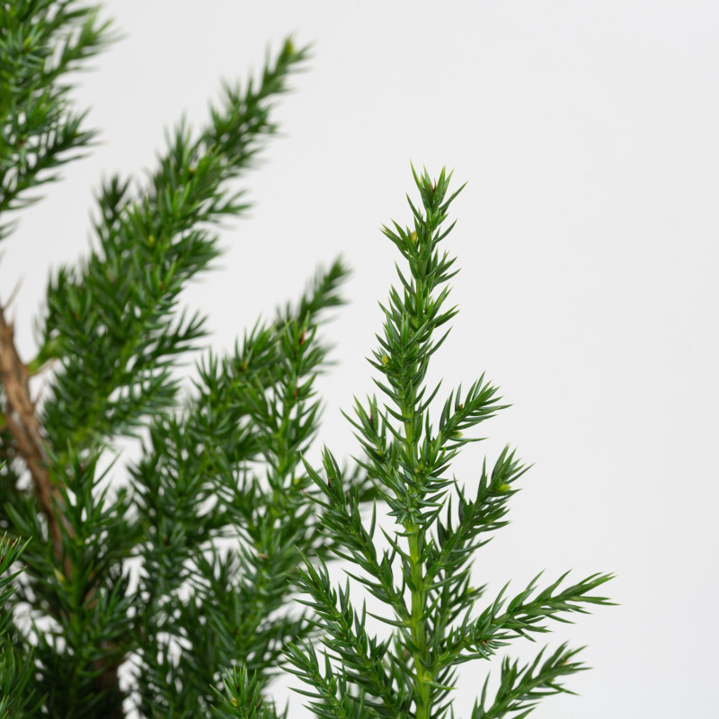 JUNIPERUS C. SAN JOSE