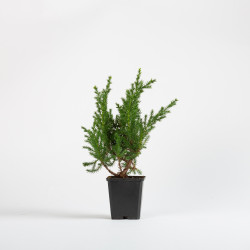 JUNIPERUS C. SAN JOSE