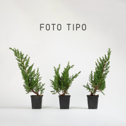 JUNIPERUS C. SAN JOSE