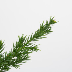 JUNIPERUS C. SAN JOSE