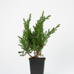 JUNIPERUS C. SAN JOSE