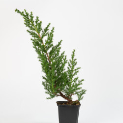 JUNIPERUS C. SAN JOSE