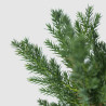 JUNIPERUS C. SAN JOSE