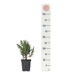 JUNIPERUS C. SAN JOSE