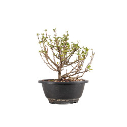 Chaenomeles chojubai - B5435