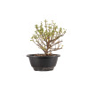 Chaenomeles chojubai - B5435