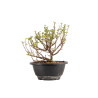Chaenomeles chojubai - B5435